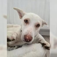 Daisy Zuckermaus, Hündin zur Adoption