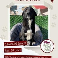 Polly sucht ab November ein zu Hause, Hündin zur Adoption
