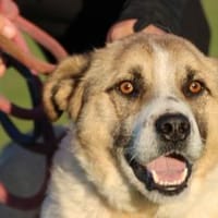 Grisu - wunderbarer Familienhund, Hund zur Adoption