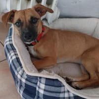 Nelly  - munter und aufgeweckt, Hündin zur Adoption