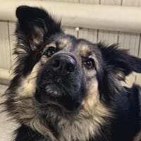 Nadenka❤sucht ihre Menschen, Hündin zur Adoption