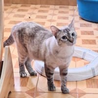Sanfte, liebe Siam-Mix-Katze Tofu, Katze zur Adoption