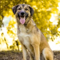 Wunderbare Rey  alles auf Anfang!, Hündin zur Adoption