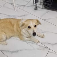 SUNNY - bald auf Pflegestelle 50859 Köln, Hündin zur Adoption