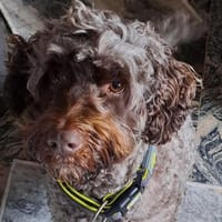 Mia7 sucht ein Zuhause, Hündin zur Adoption