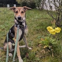 Trusky-Fröhliche Ohren suchen neue Couch, Hund zur Adoption