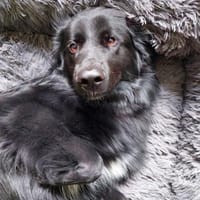Bodhi braucht eine Veränderung❤🐶, Hund zur Adoption