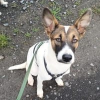BROWNIE - aufgewecktes Kerlchen, Hund zur Adoption