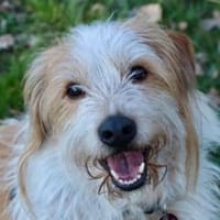 Henri  kleiner Hund, großes Herz, Hund zur Adoption