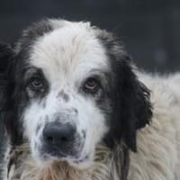 Pino - freundlicher Rüde, Hund zur Adoption