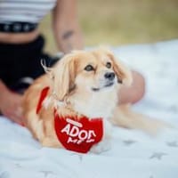 liebe Elenora sucht, Hündin zur Adoption