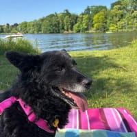 💕Becky💕 sucht ihre Menschen, Hündin zur Adoption