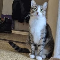 Fienne Ruhige Prinzessin sucht  Familie, Katze zur Adoption