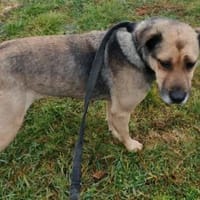 Maci sehr menschenfreundlich, Hündin zur Adoption