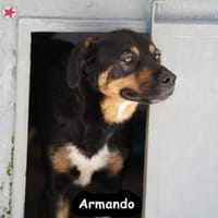 ARMANDO, Hund zur Adoption