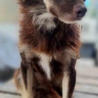 TITA - (treu, zart, liebevoll), Hündin zur Adoption