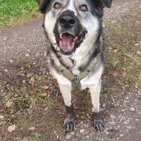 Cody braucht dringend ein zu Hause, Hund zur Adoption