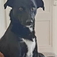 August - treuer Naturbursche mit Herz, Hund zur Adoption