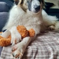 Ozora sucht ihre Herzensmenschen!, Hündin zur Adoption