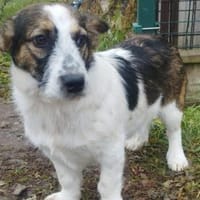 Kinderlieber Apacs sucht Familie, Hund zur Adoption