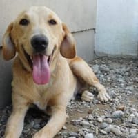 Senior Charlie sucht ruhiges Plätzchen, Hund zur Adoption
