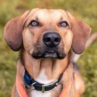 Freddi  ein richtig toller Hundekumpel, Hund zur Adoption