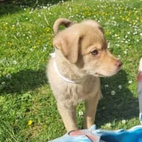 Bounty - kleines Herz auf vier Pfoten, Hündin zur Adoption