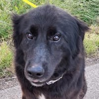 Andryu -  möchte nichts außer LIebe, Hund zur Adoption