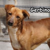 GERBINO, Hund zur Adoption