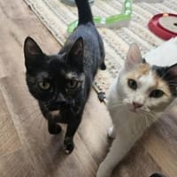 ANNA&SUSSI - ein persönliches Unterhaltu, Katze zur Adoption