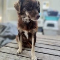 TITA (treu, zart, liebevoll), Hündin zur Adoption