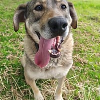 Finn sucht sein Für-Immer-Zuhause 🏠🐕, Hund zur Adoption