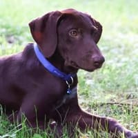 Maya, bildschöner Welpe sucht Zuhause, Hündin zur Adoption