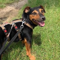 Roco4 sucht ein Zuhause/Pflegestelle, Hund zur Adoption