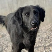 Blacky  startklar für seine Menschen, Hund zur Adoption
