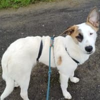 BUBBLES - lieb und aktiv, Hund zur Adoption