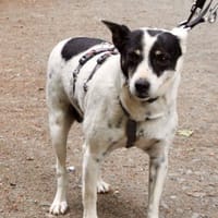 Marion, vorsichtig, freundlich, agil, Hündin zur Adoption