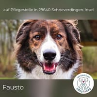 Fausto: sucht ein erfahrenes Zuhause (D), Hund zur Adoption