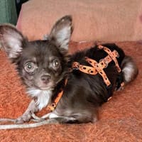 Dio sucht ein ländliches, ruhiges Heim, Hund zur Adoption