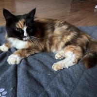 Inka & Sisi - Vermittlungshilfe, Katze zur Adoption