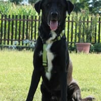 Jasko möchte mit die Welt entdecken., Hund zur Adoption