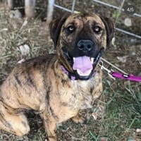 Abenteuer Bruno sucht seine Familie!, Hund zur Adoption