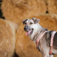 Gracy - hat ein Herz aus Gold, Hündin zur Adoption