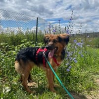 Hündin MANA, Hündin zur Adoption