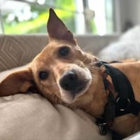 Franzl - ein freundlicher Bub, Hund zur Adoption