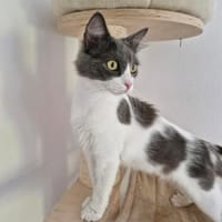 Kira unser Mulltikulti Mix, Katze zur Adoption