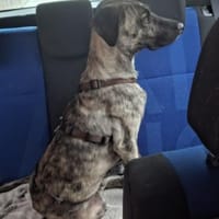 Arnie, Junghund sucht seine Familie, Hund zur Adoption