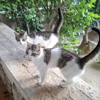 Marple & Sirup aus dem Tierschutz, Katze zur Adoption