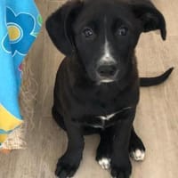 Amaya sucht dringend Familienanschluss, Hündin zur Adoption