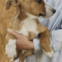 Rubin 36 cm (Jul 25) Pflegestelle, Hund zur Adoption
